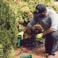 Landscaper installing green rodent bait stations near hydrangeas in a garden, kneeling and wearing gloves and cap