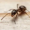 Macro close-up of a black ant on wood showing detailed head, mandibles and antennae