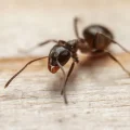 Macro close-up of a black ant on wood showing detailed head, mandibles and antennae
