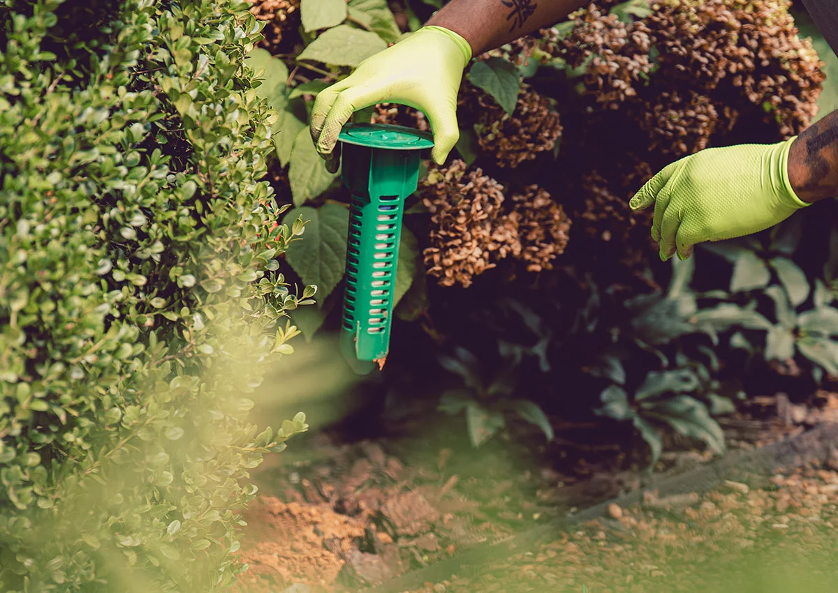 A gardener wearing neon gloves installs a green garden pest bait station near shrubs