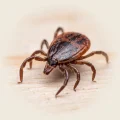 Macro close-up of a brown tick on wood showing textured body, legs and mouthparts for pest identification