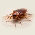 Close-up of a brown cockroach on wood showing antennae and spiny legs, pest control image