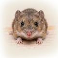 Close-up macro of a mouse face with whiskers, shiny black eyes and tiny paws on a wooden surface