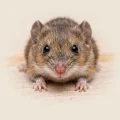 Close-up of a small brown mouse face with whiskers and shiny black eyes on a pale background