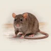 Close-up of a brown rat on a wooden floor showing whiskers, ears, pink nose and long tail against pale background