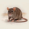 Close-up of a brown rat on a wooden floor showing whiskers, ears, pink nose and long tail against pale background