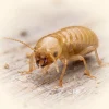 Macro close-up of a pale termite on wood showing antennae, segmented body, and mandibles