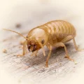 Macro close-up of a pale termite on wood showing antennae, segmented body, and mandibles