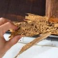 A person's hand holding termite-damaged wood with visible tunnels and mud tubes, close-up of wood infestation
