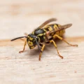 Macro close-up of yellow jacket wasp on wood highlighting black-and-yellow markings and antennae